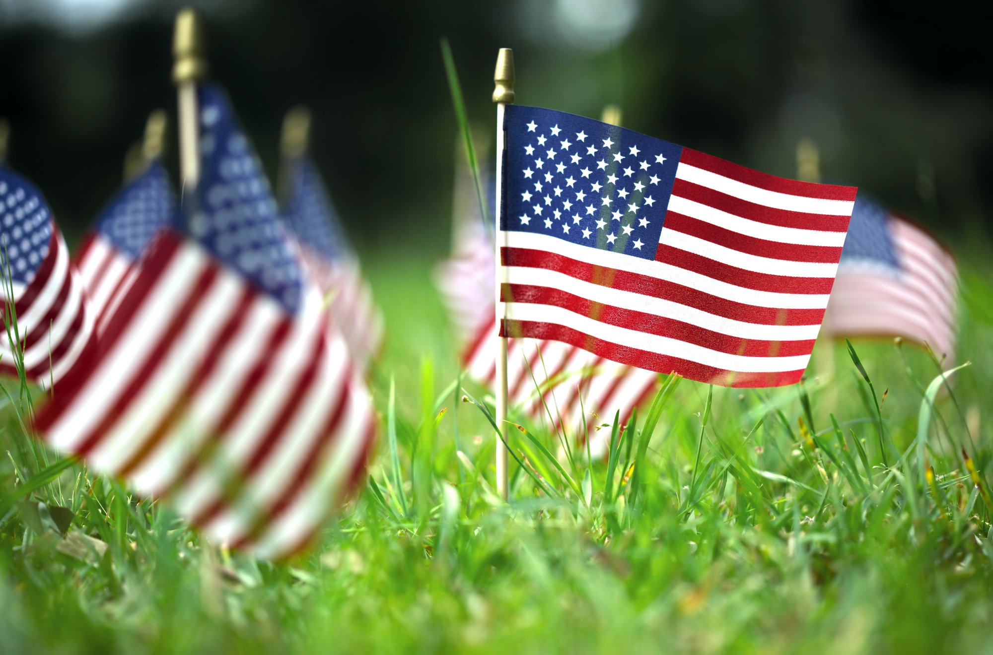 American Flags in Grass