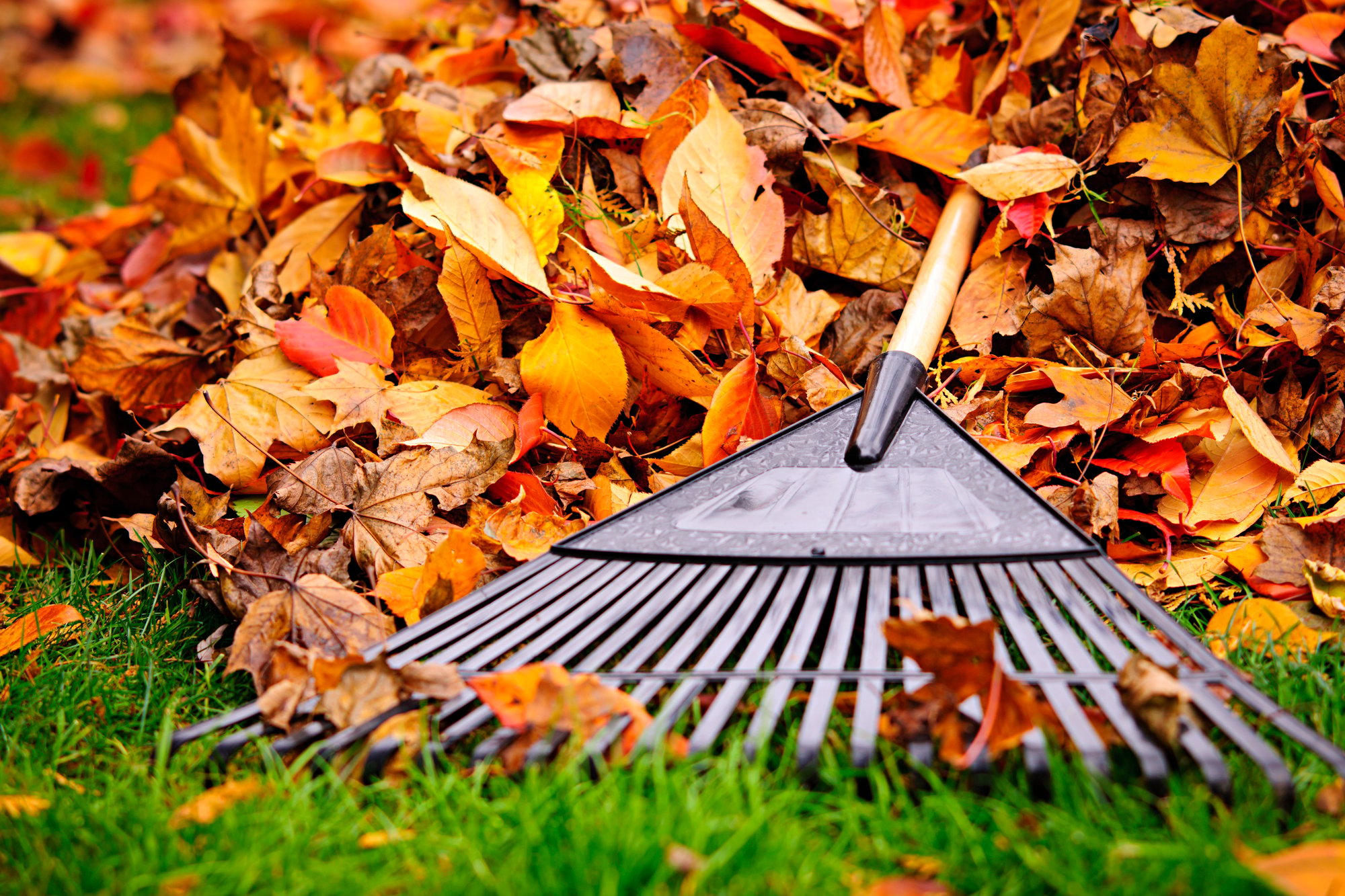 Fall leaves with rake