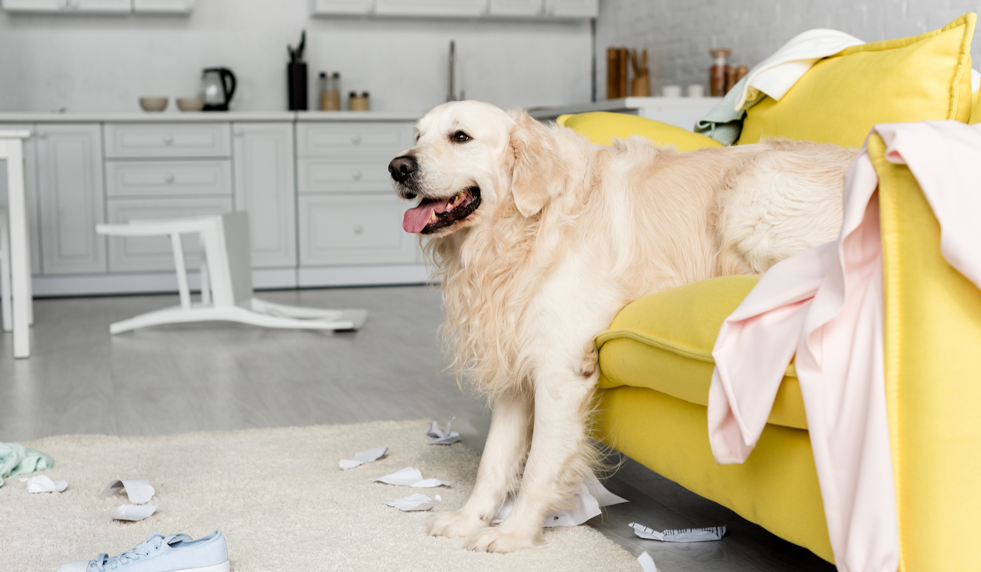 Golden retriever in a dirty apartment