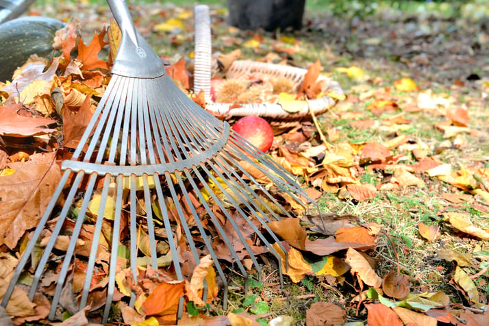 How to Combat Fall Allergies