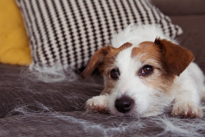 How to Manage Shedding Pets