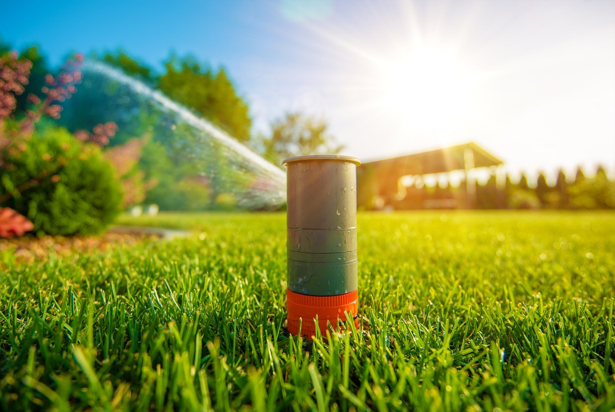 Lawn Sprinkler in Action