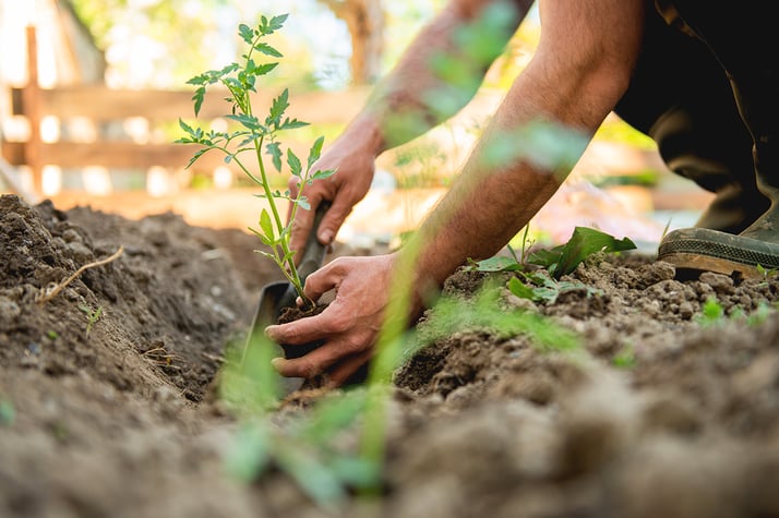 Planning Your Spring Garden