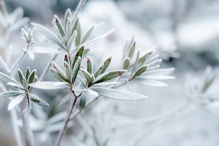 Prepare Your Garden for Winter