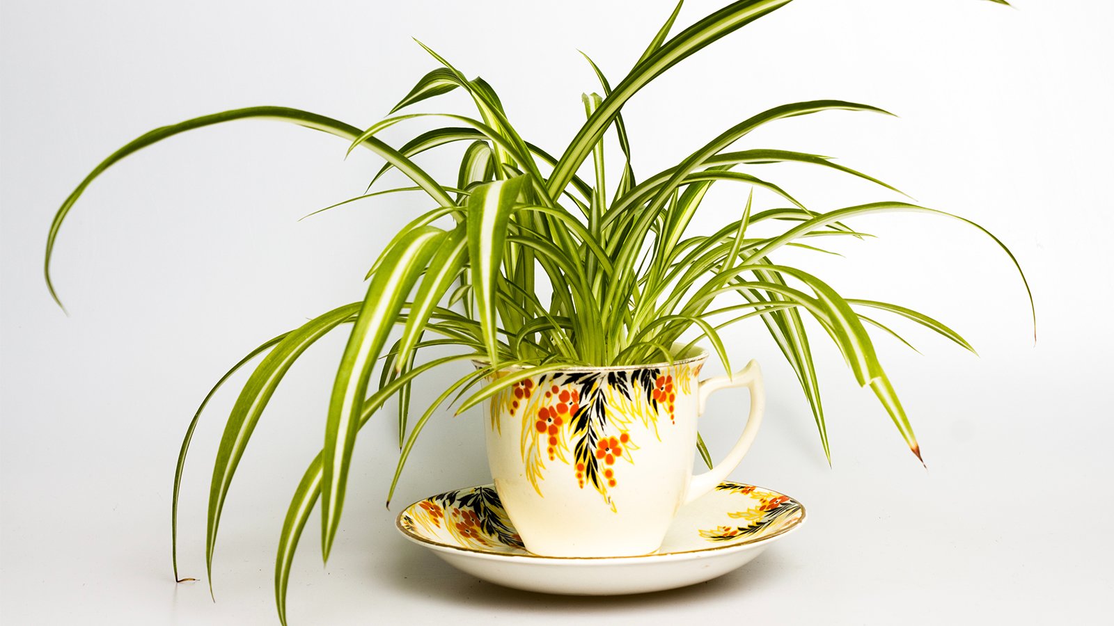 Spider plant in retro tea cup