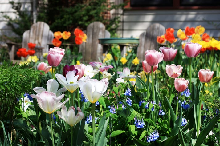 The Best Flowers to Plant in Spring on the East Coast