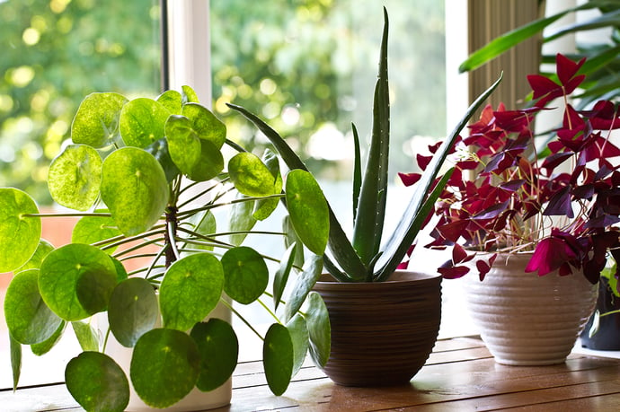 Tips to Keep Houseplants Alive While Youre On Vacation