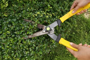 Trim Shrubs