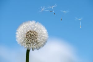 Dandelion