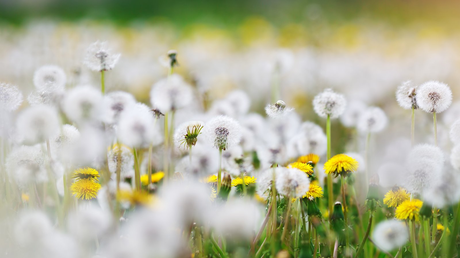 dandelions